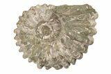 Bumpy Ammonite (Douvilleiceras) Fossil - Madagascar #205051-1